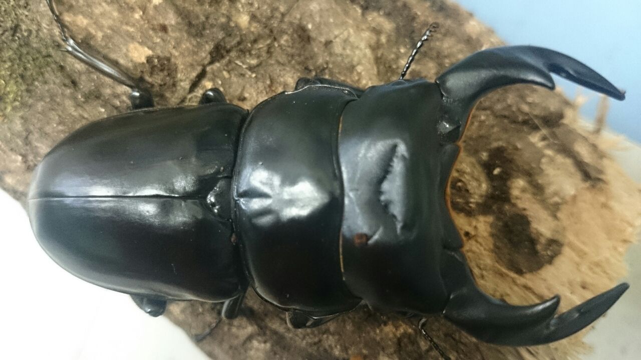 カシワギ □極太オオクワガタ ツバキ F5 ♂74mm ♀46mm ペア