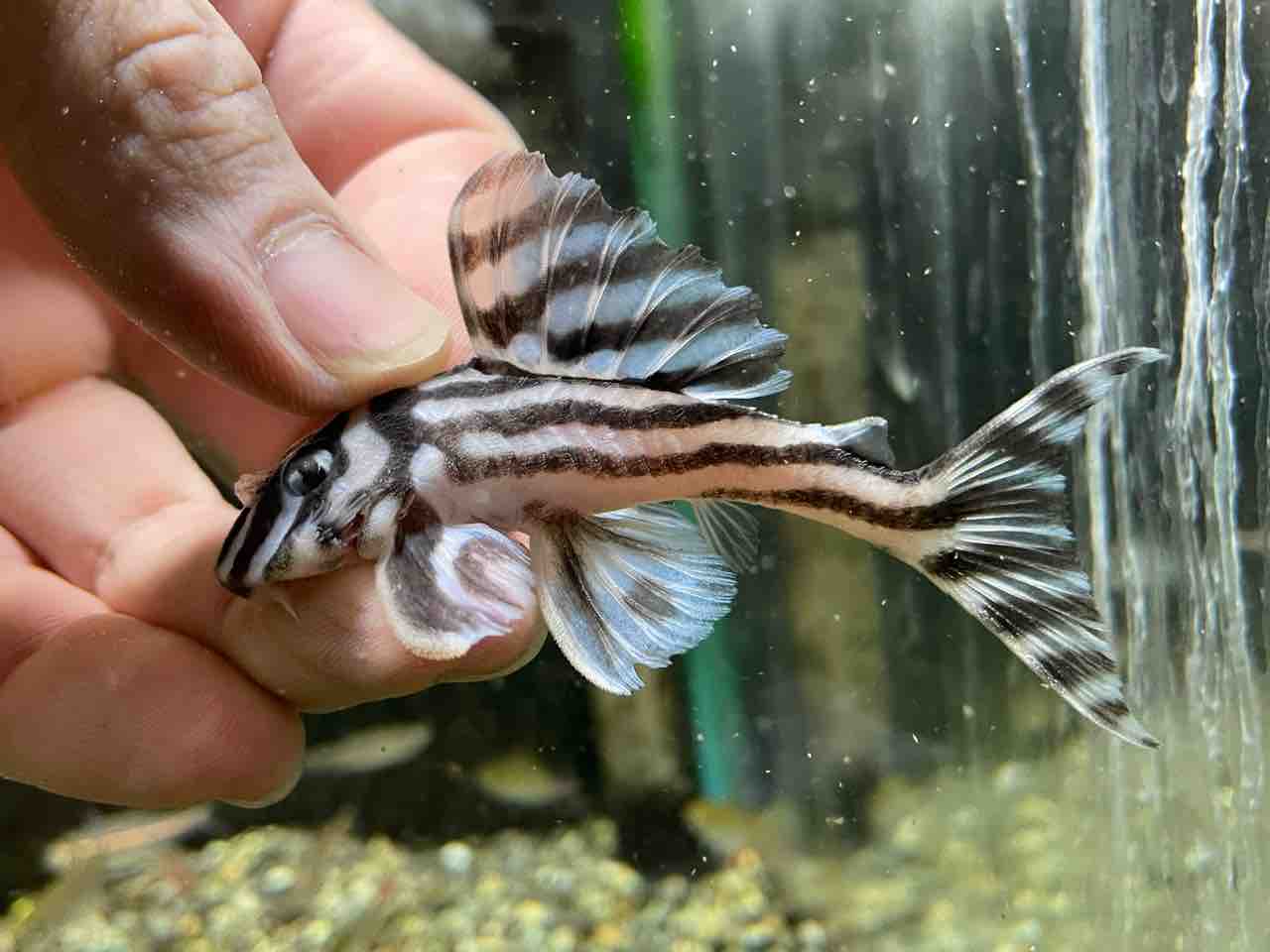 熱帯魚入荷 かねだい四街道店ブログ