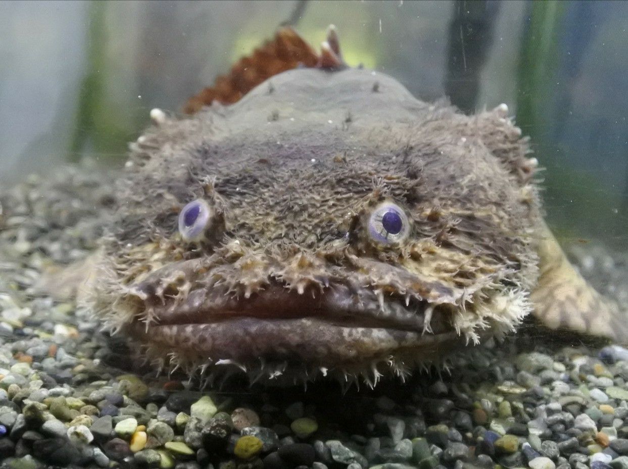 熱帯魚オススメ情報 かねだい四街道店ブログ 熱帯魚オススメ情報 かねだい四街道店ブログ