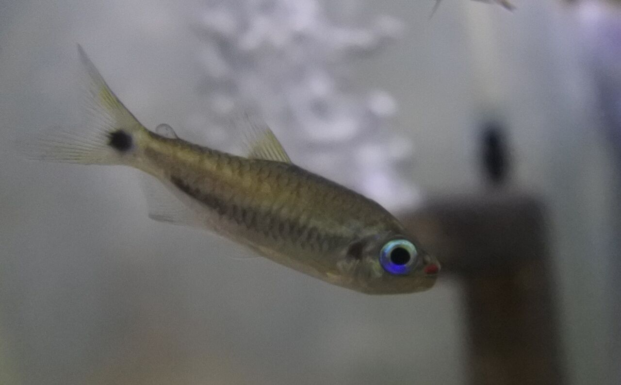 熱帯魚オススメ情報 かねだい四街道店ブログ 熱帯魚オススメ情報 かねだい四街道店ブログ