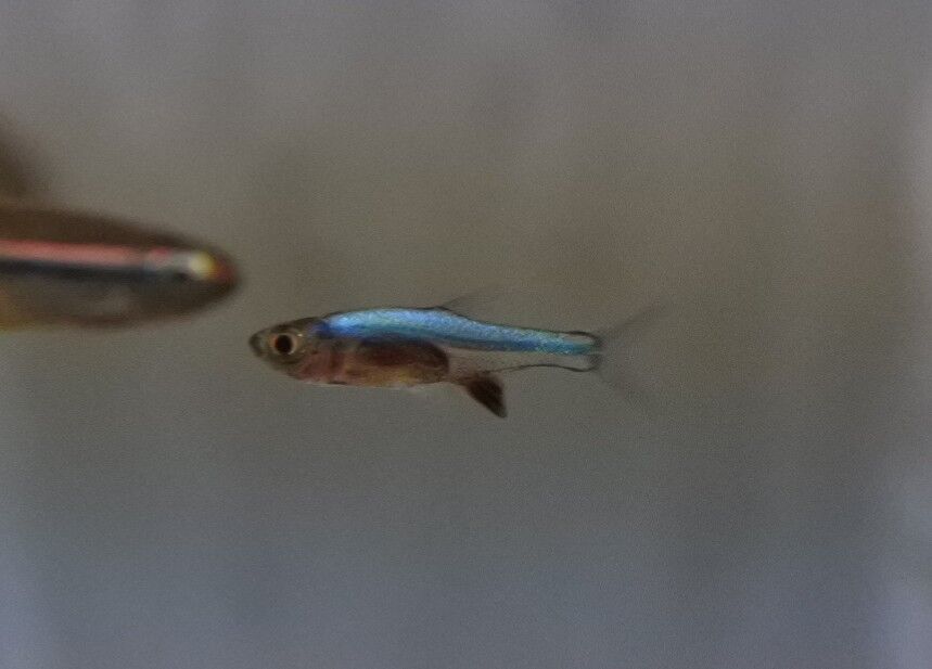 熱帯魚オススメ情報 かねだい四街道店ブログ 熱帯魚オススメ情報 かねだい四街道店ブログ