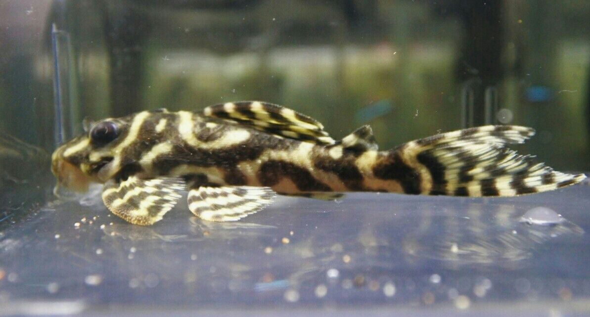 ニューメガクラウン7 ブリード プレコ | AZULブログ | ページ 3