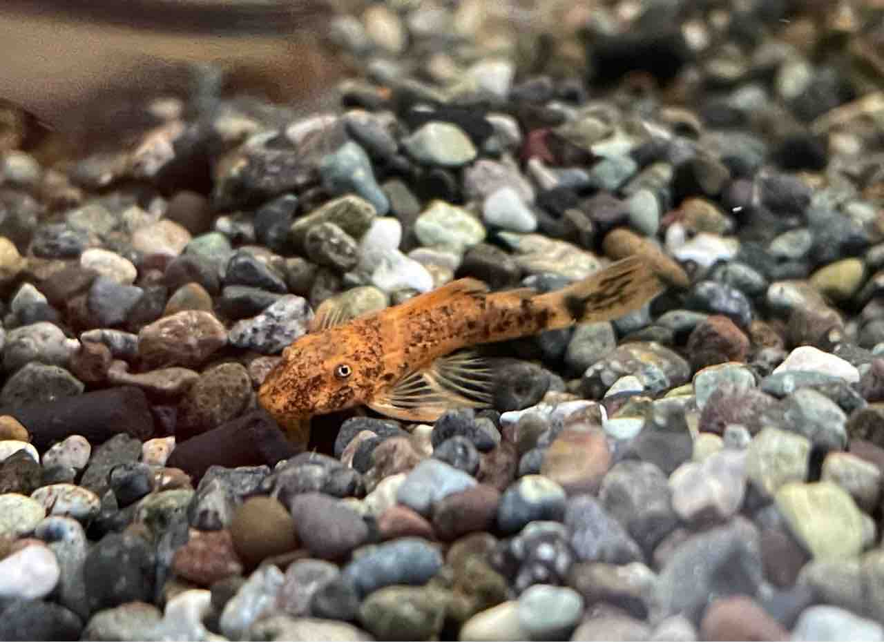 熱帯魚入荷 在庫も紹介 かねだい四街道店ブログ 熱帯魚入荷 在庫も紹介 かねだい四街道店ブログ