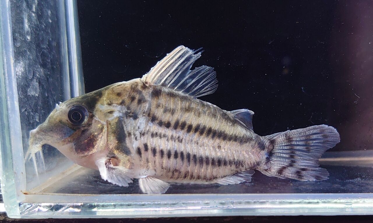 熱帯魚オススメ情報 コリドラス かねだい四街道店ブログ 熱帯魚オススメ情報 コリドラス かねだい四街道店ブログ