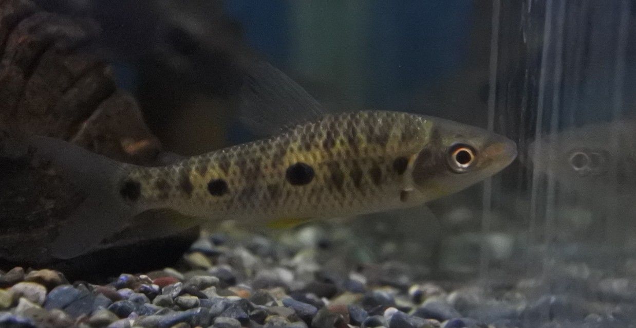 熱帯魚オススメ情報 かねだい四街道店ブログ 熱帯魚オススメ情報 かねだい四街道店ブログ