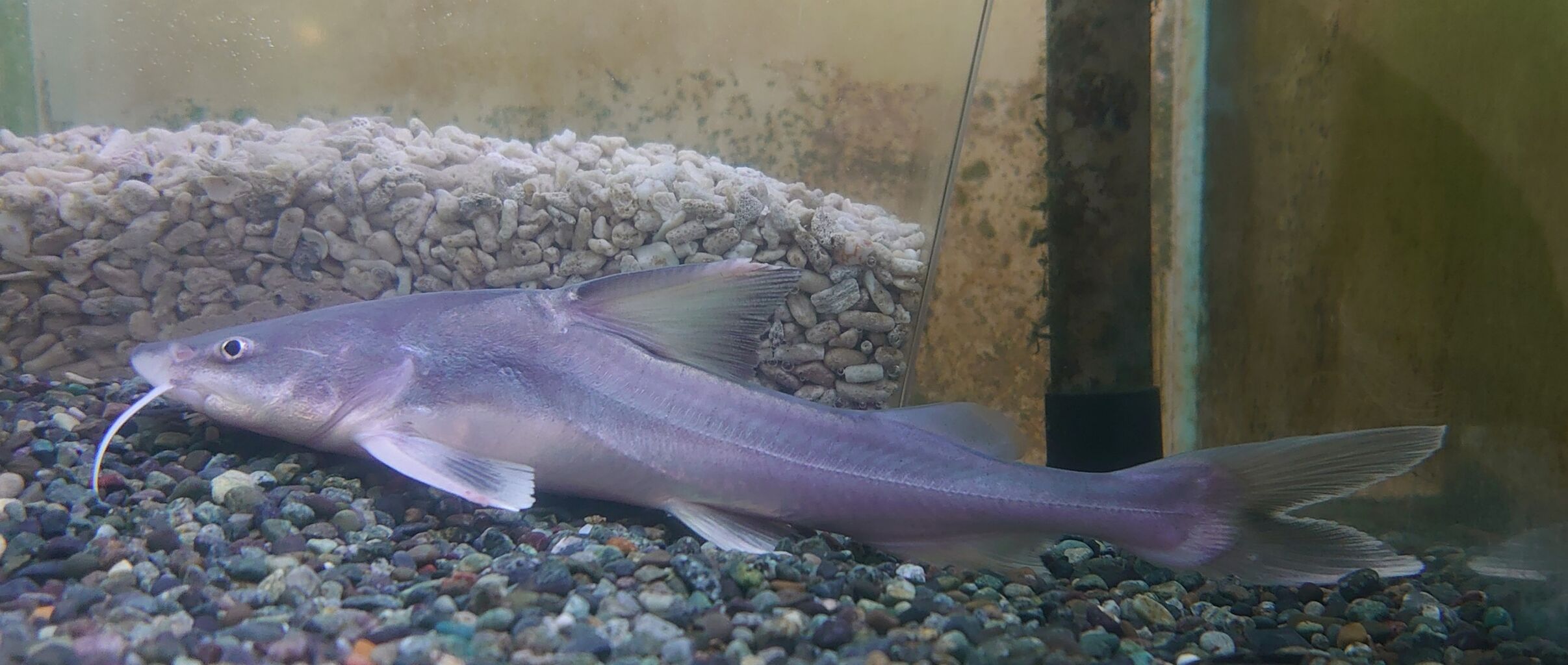 熱帯魚オススメ情報 かねだい四街道店ブログ