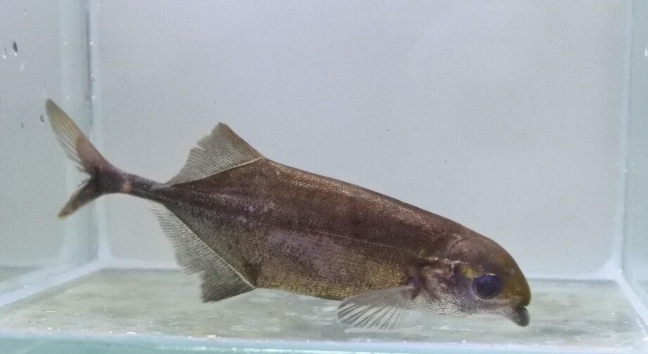 熱帯魚オススメ情報～ : かねだい四街道店ブログ