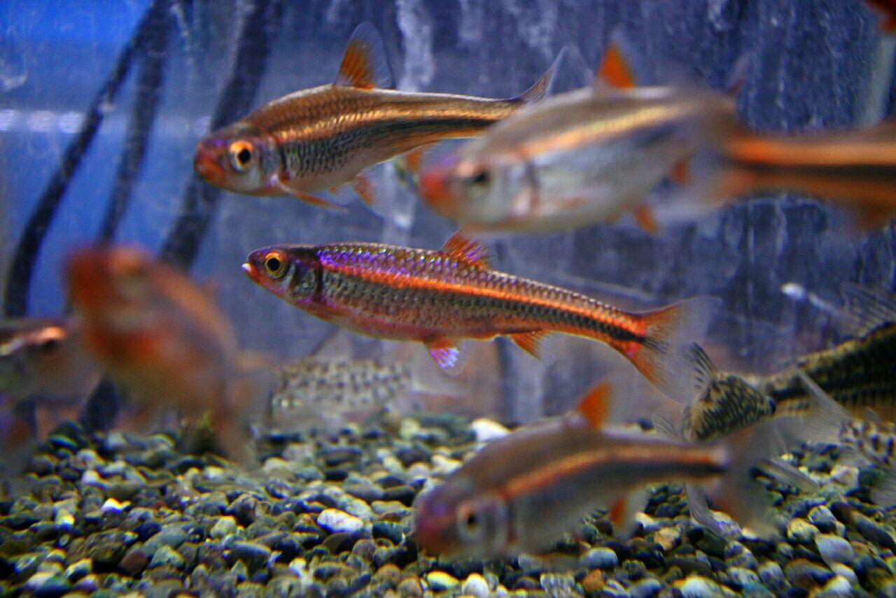 熱帯魚オススメ情報 かねだい四街道店ブログ