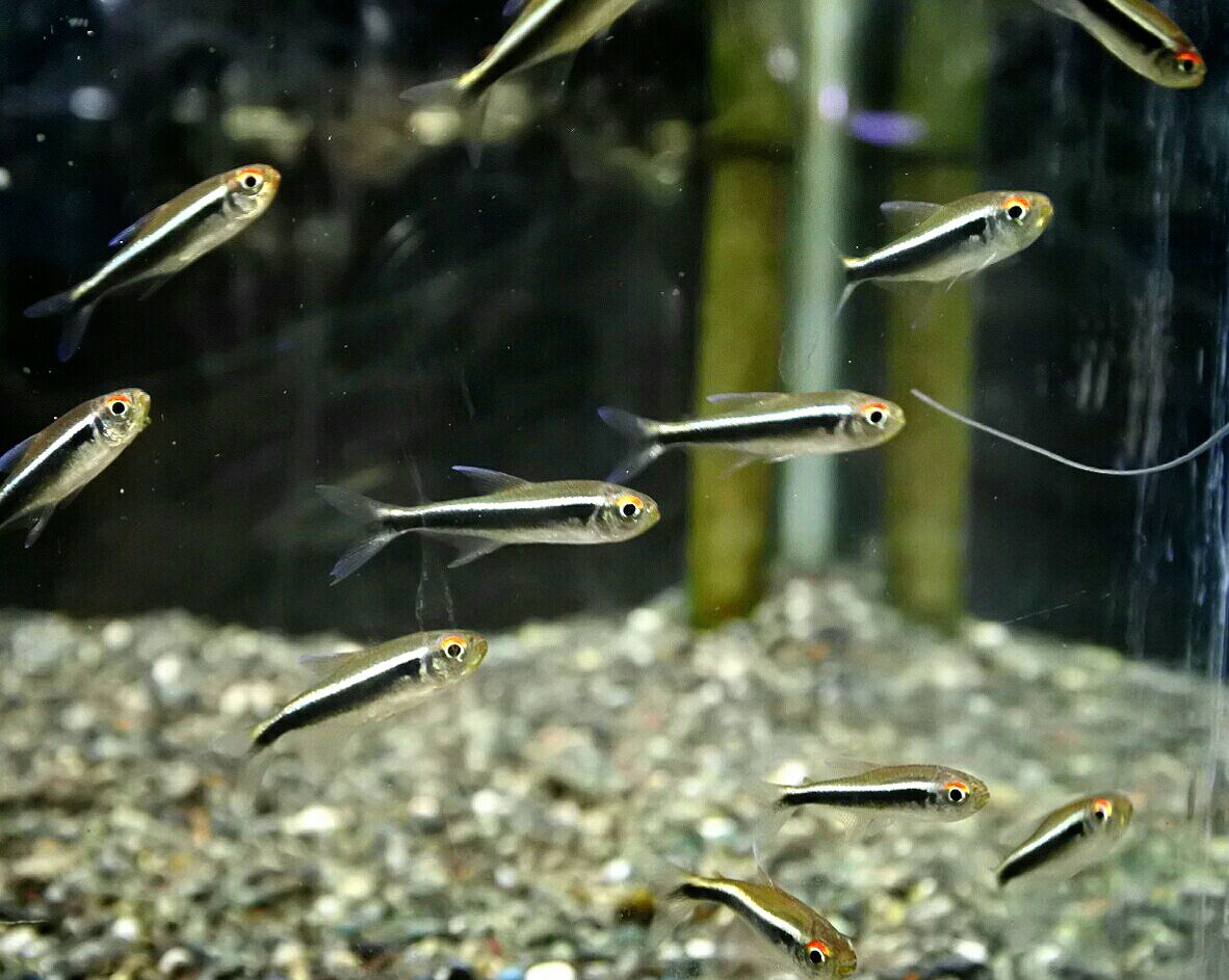 熱帯魚オススメ情報 かねだい四街道店ブログ 熱帯魚オススメ情報 かねだい四街道店ブログ