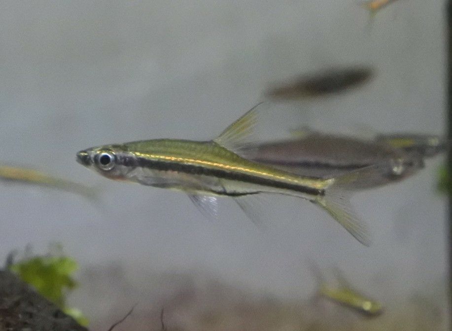 熱帯魚オススメ情報(アジアのお魚) : かねだい四街道店ブログ