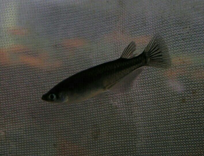 変わりメダカ かねだい四街道店ブログ