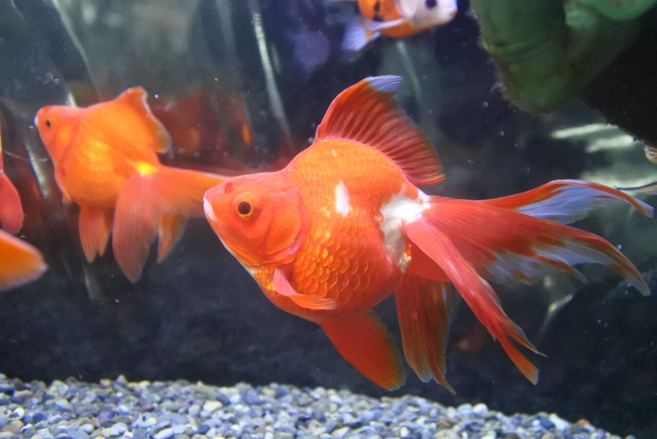 金魚 メダカ入荷情報 かねだい四街道店ブログ 金魚 メダカ入荷情報 かねだい四街道店ブログ