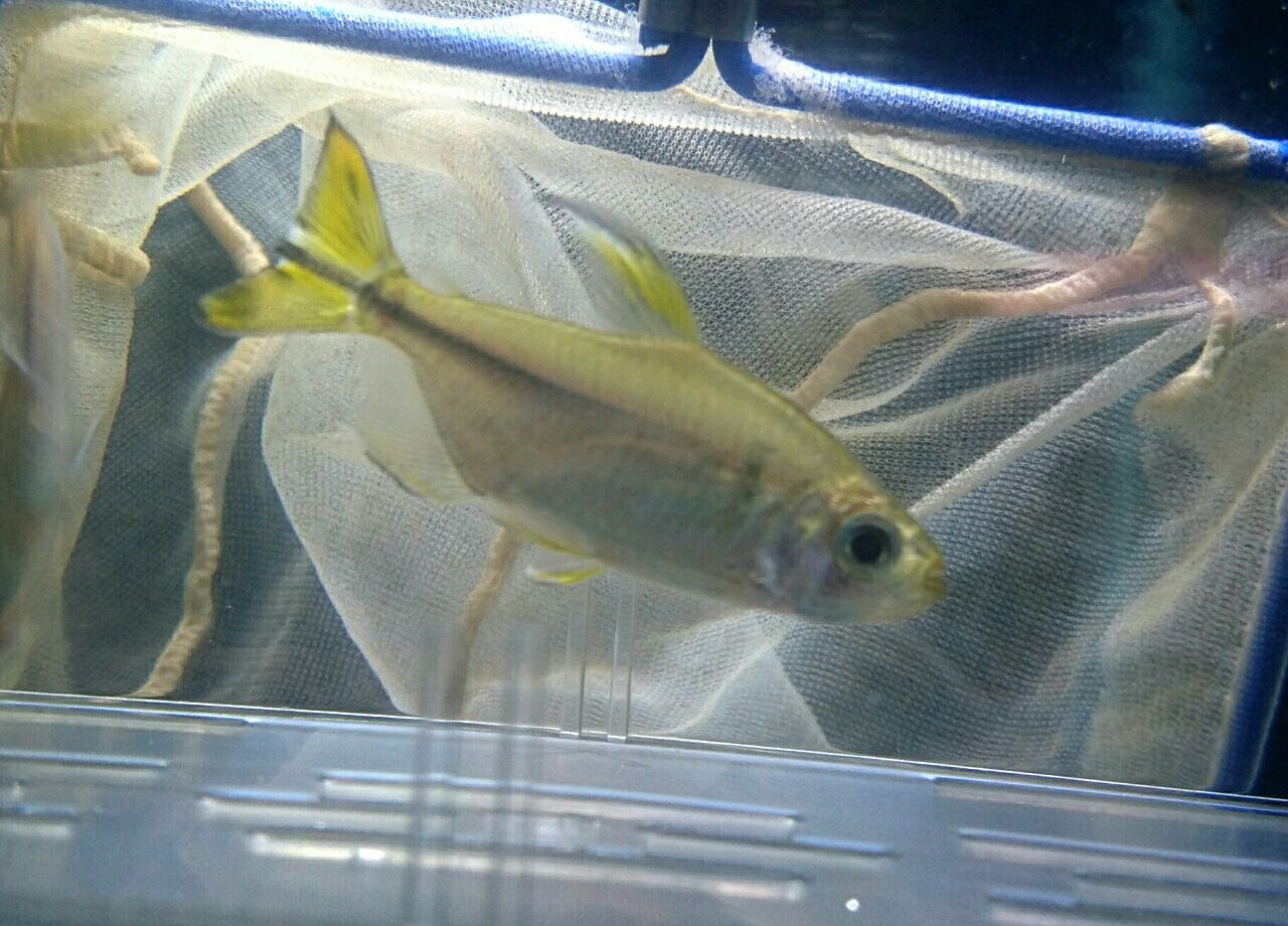 熱帯魚オススメ情報 アフリカのお魚 かねだい四街道店ブログ 熱帯魚オススメ情報 アフリカのお魚 かねだい四街道店ブログ