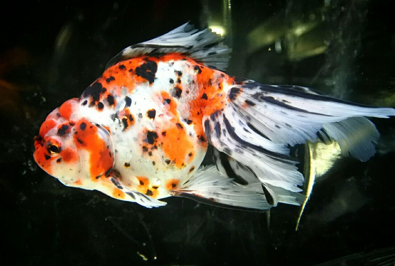 金魚オススメ情報 : かねだい四街道店ブログ