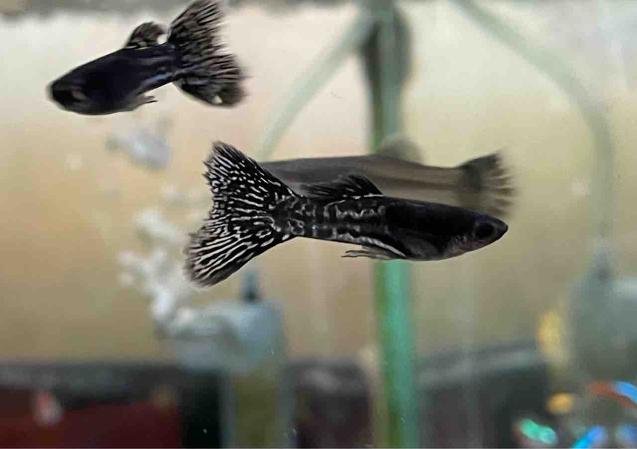 国産グッピー かねだい四街道店ブログ 国産グッピー かねだい四街道店ブログ