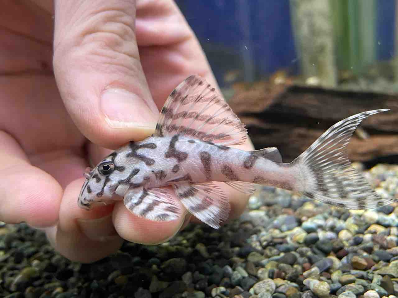 熱帯魚入荷！！ : かねだい四街道店ブログ