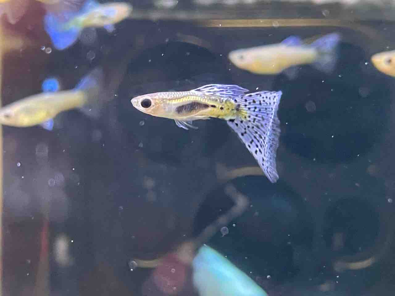 熱帯魚入荷 かねだい四街道店ブログ