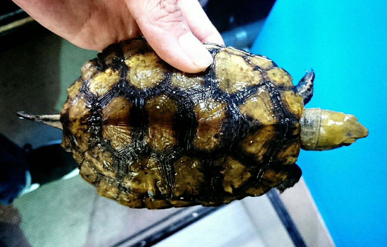 ニホンイシガメ入荷しました かねだい四街道店ブログ