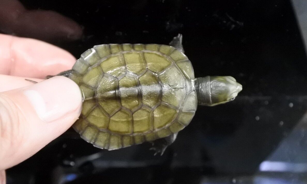 爬虫類オススメ情報 カメ かねだい四街道店ブログ