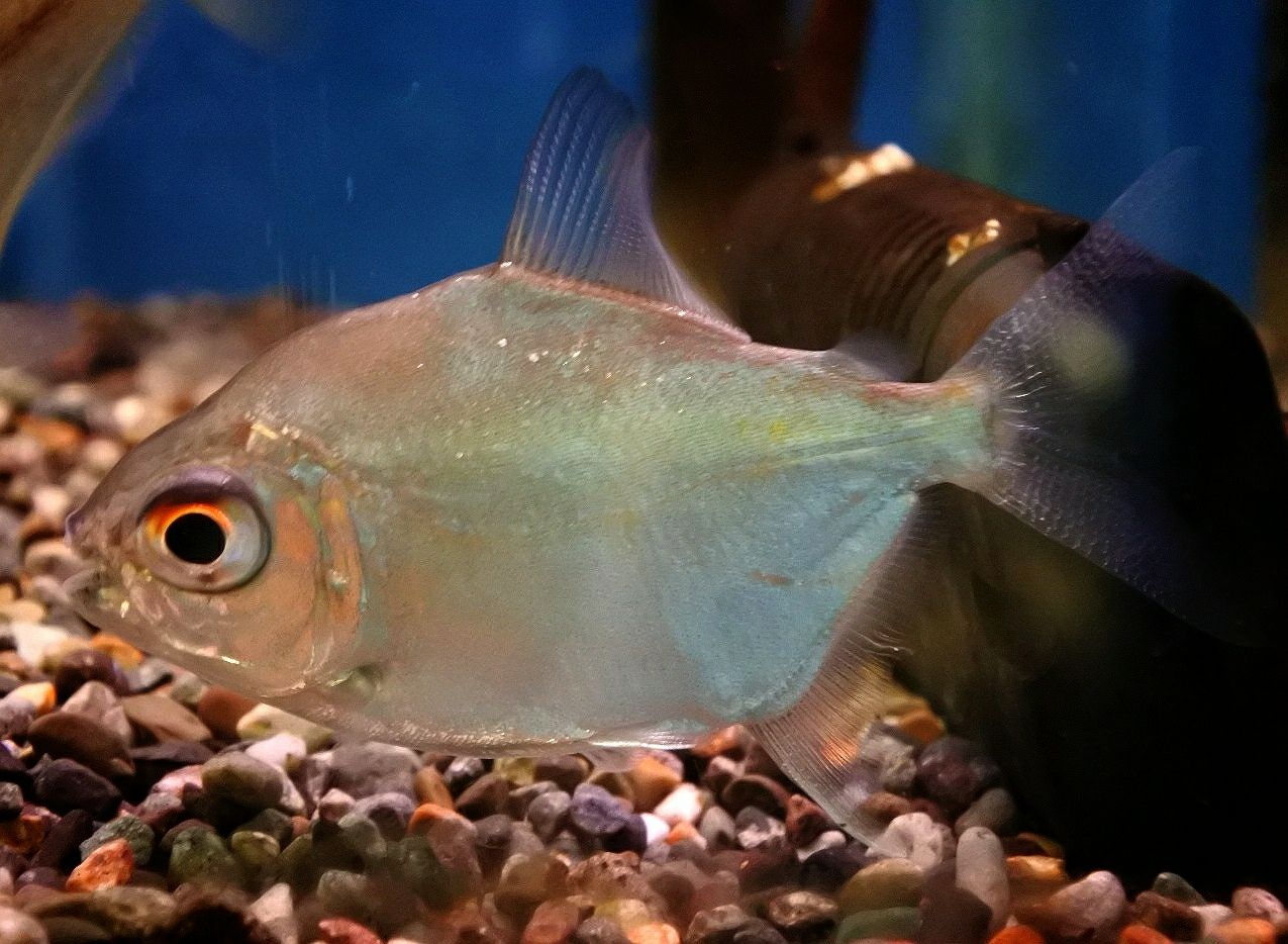 本日の熱帯魚 かねだい四街道店ブログ