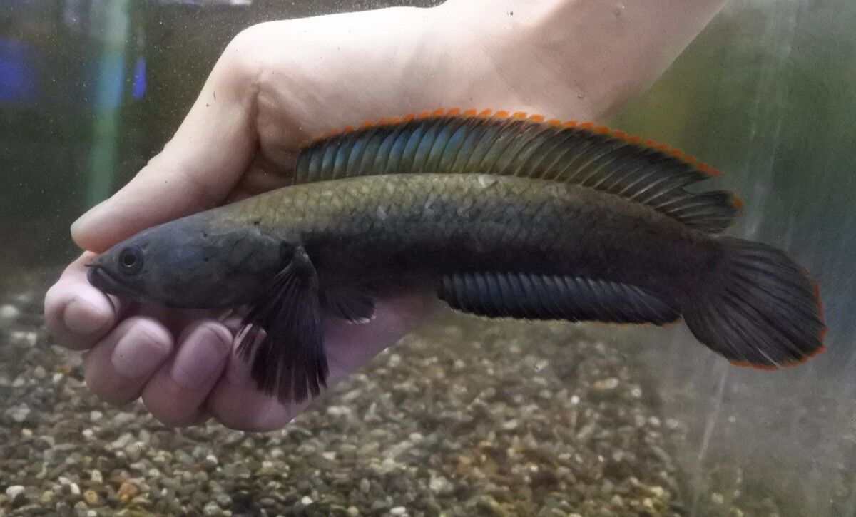 熱帯魚オススメ情報(アミアカルヴァ入荷) : かねだい四街道店ブログ
