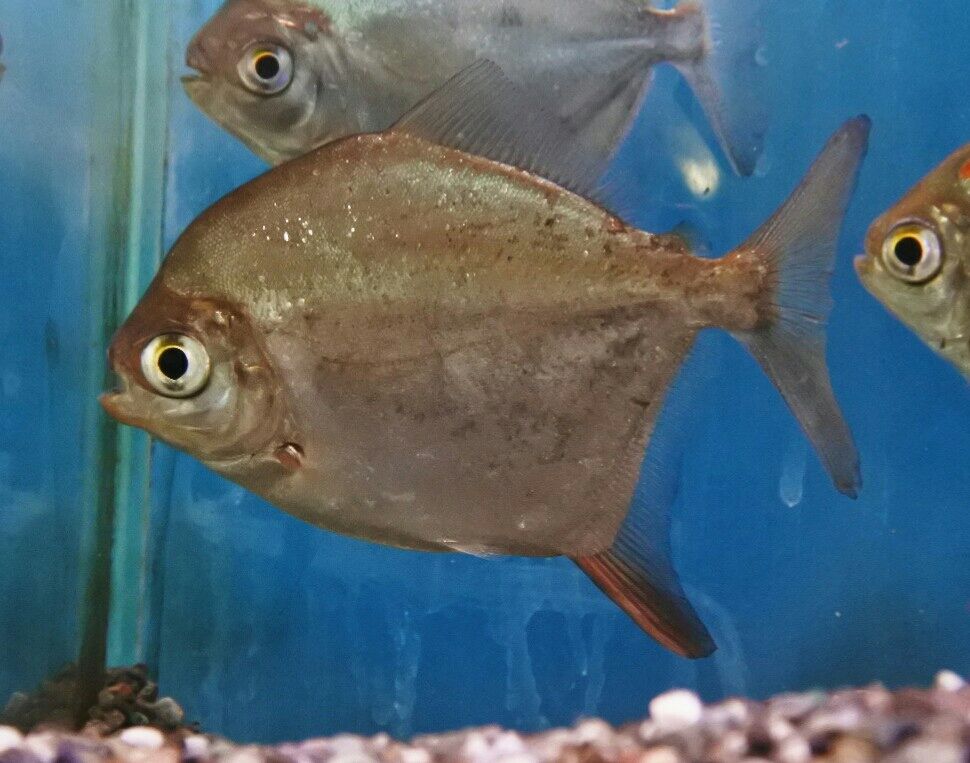 熱帯魚オススメ情報(パクー・メチニス) : かねだい四街道店ブログ