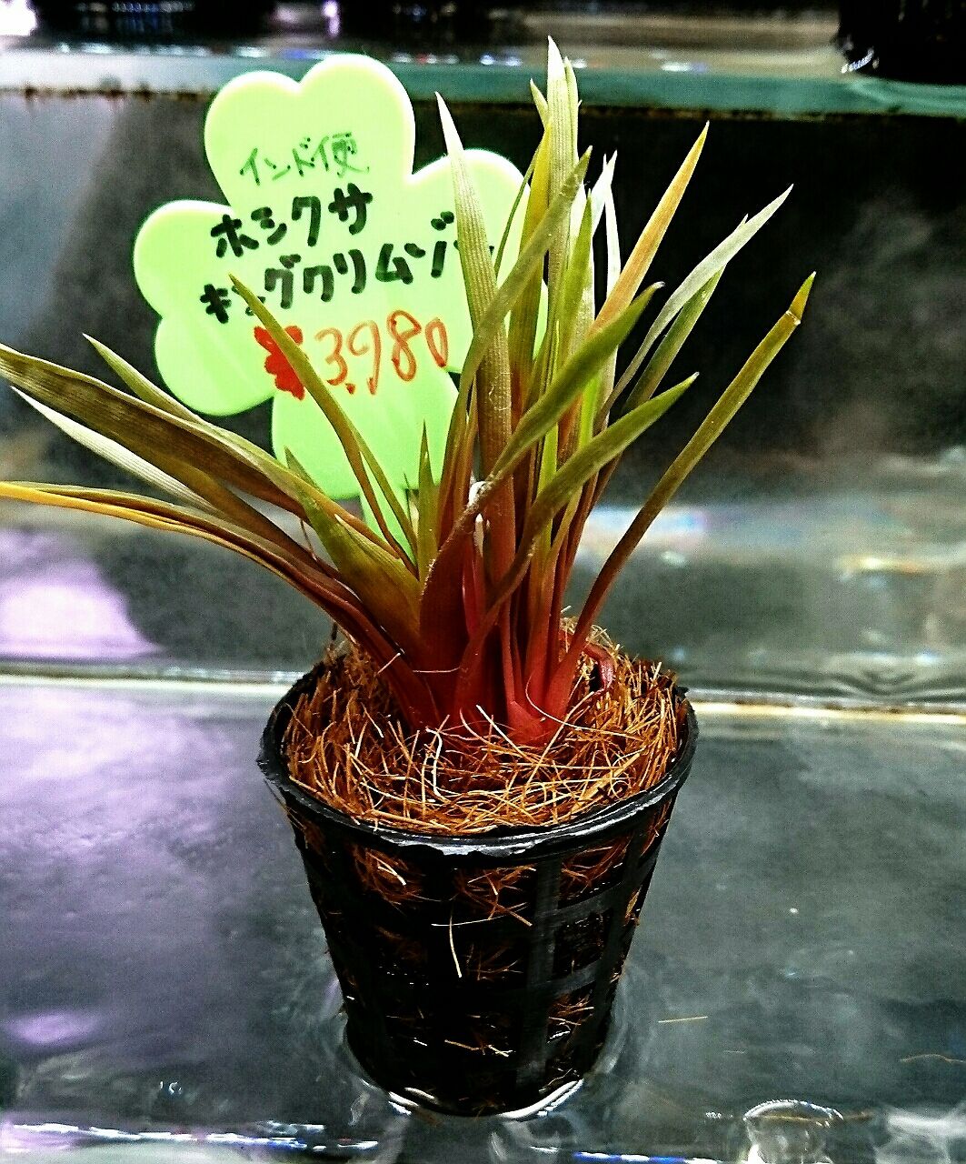 水草入荷情報(インド便) : かねだい四街道店ブログ