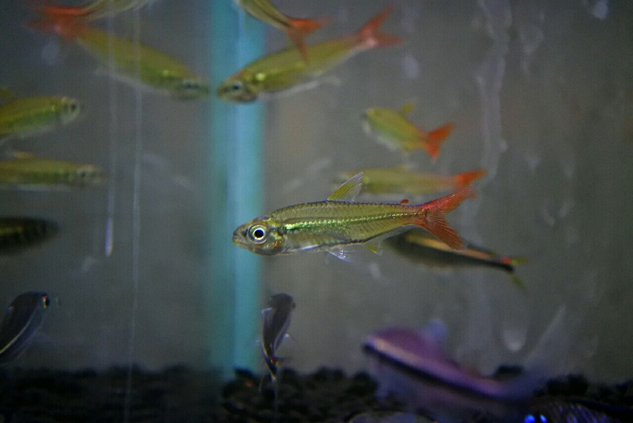 熱帯魚 水草オススメ情報 かねだい四街道店ブログ