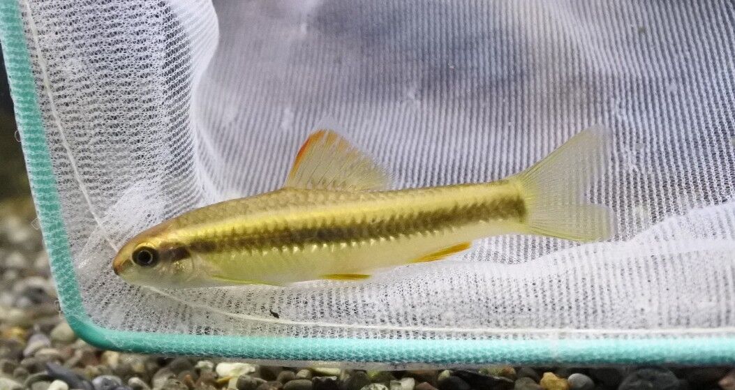 熱帯魚オススメ情報(アミアカルヴァ入荷) : かねだい四街道店ブログ