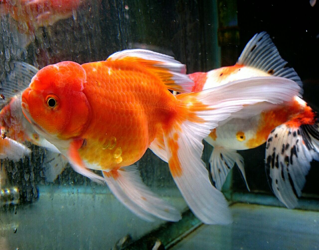 金魚オススメ情報 かねだい四街道店ブログ