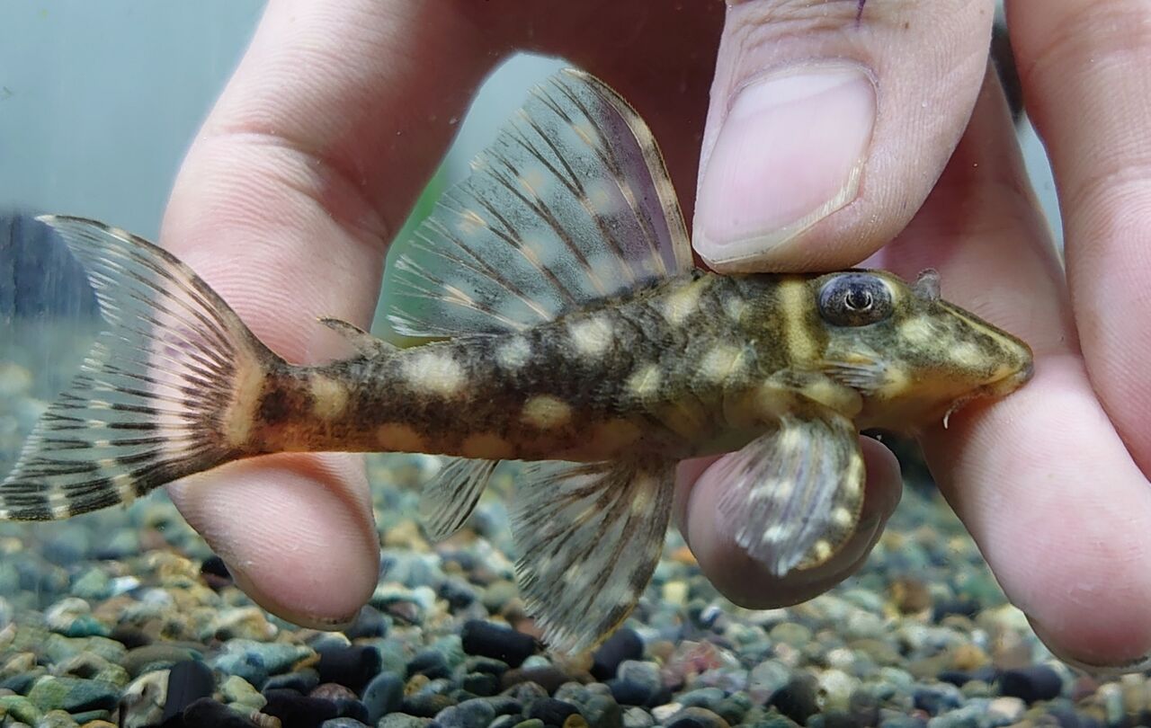 熱帯魚オススメ情報 かねだい四街道店ブログ