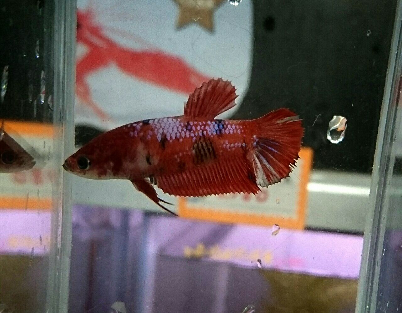 熱帯魚入荷情報 かねだい四街道店ブログ