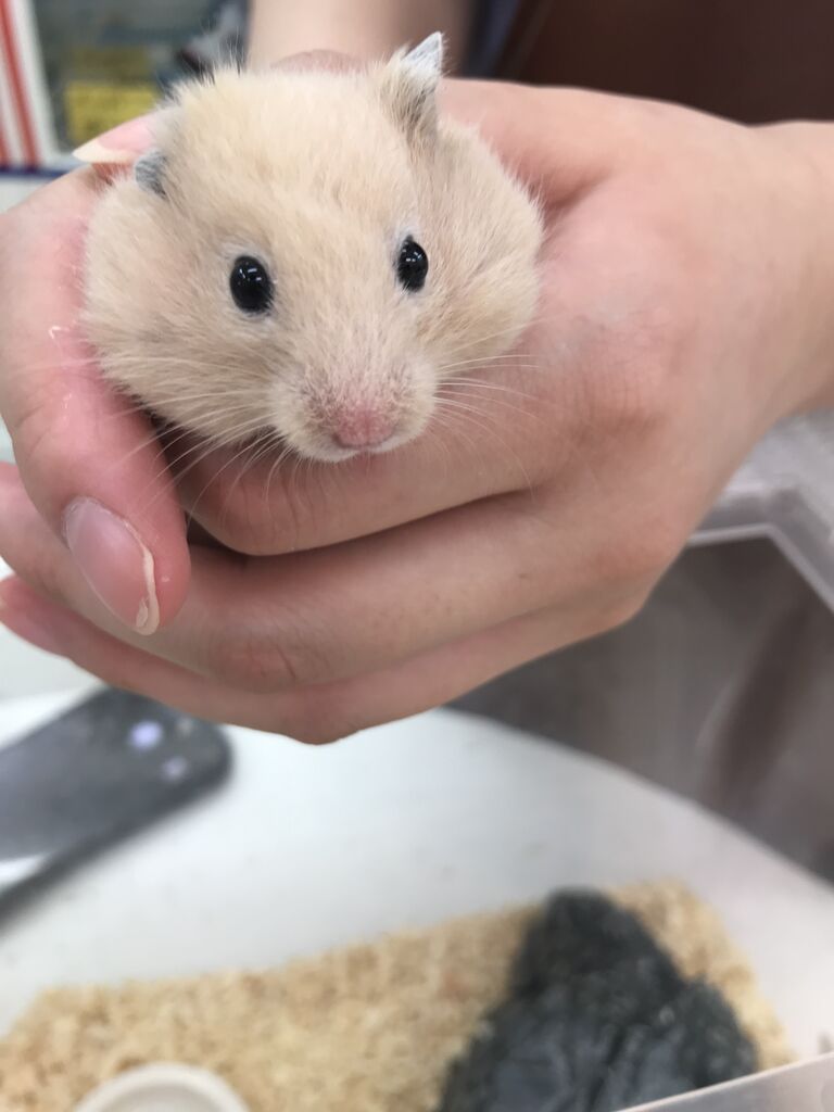 キンクマハムスター入りました かねだい四街道店ブログ