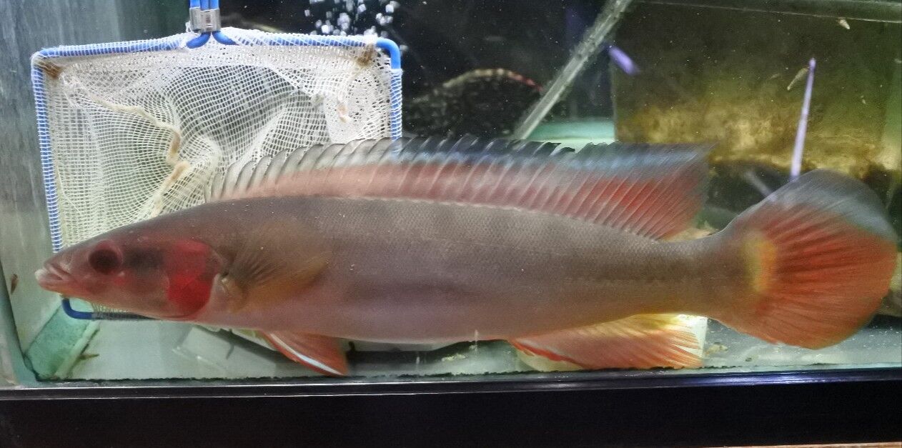 熱帯魚オススメ情報 かねだい四街道店ブログ 熱帯魚オススメ情報 かねだい四街道店ブログ