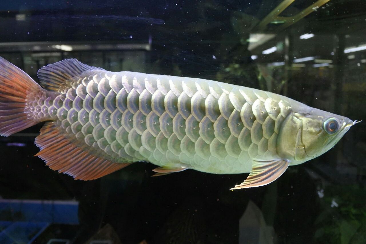 アジアアロワナ入荷情報 かねだい四街道店ブログ