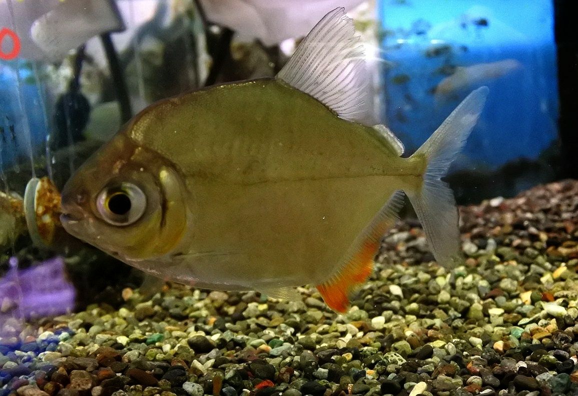 本日の熱帯魚 かねだい四街道店ブログ