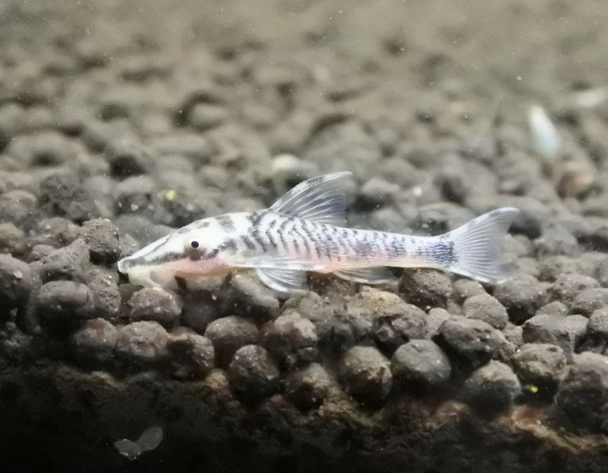 熱帯魚オススメ情報 ペルー便 かねだい四街道店ブログ 熱帯魚オススメ情報 ペルー便 かねだい四街道店ブログ