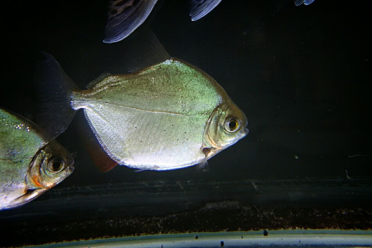 熱帯魚オススメ情報 かねだい四街道店ブログ