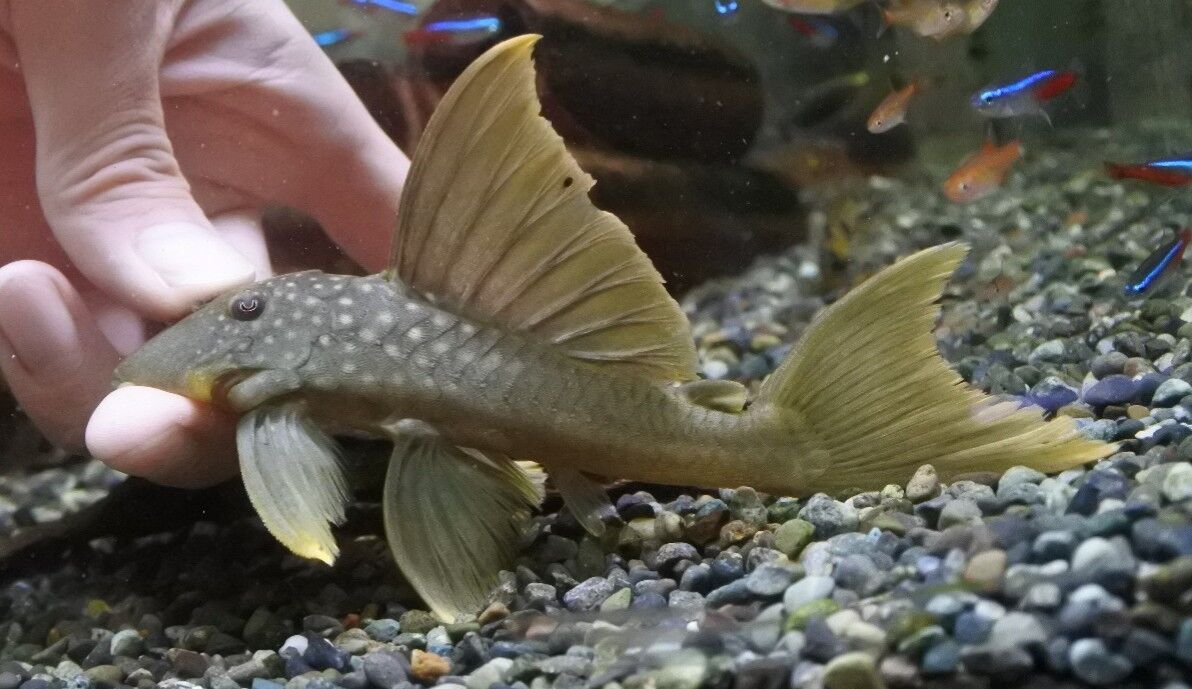 熱帯魚オススメ情報 プレコ かねだい四街道店ブログ