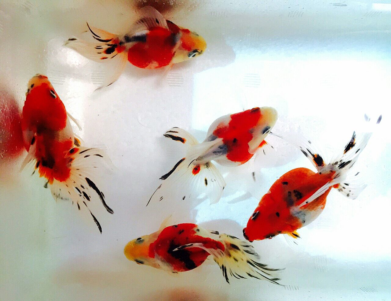 金魚オススメ情報 かねだい四街道店ブログ 金魚オススメ情報 かねだい四街道店ブログ