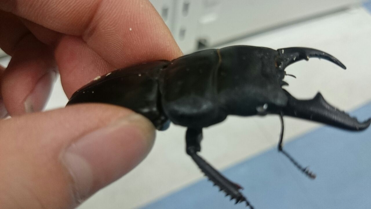 昆虫最新入荷情報 クワガタ かねだい四街道店ブログ 昆虫最新入荷情報 クワガタ かねだい四街道店ブログ