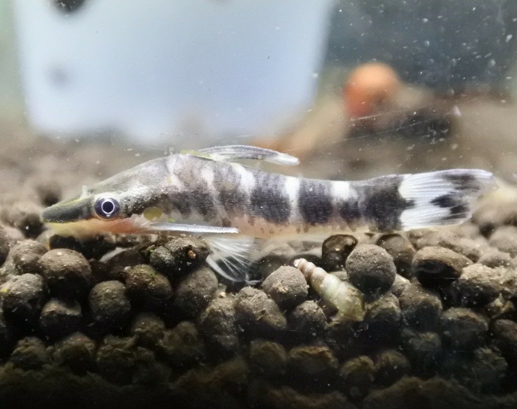 かねだい四街道店ブログ