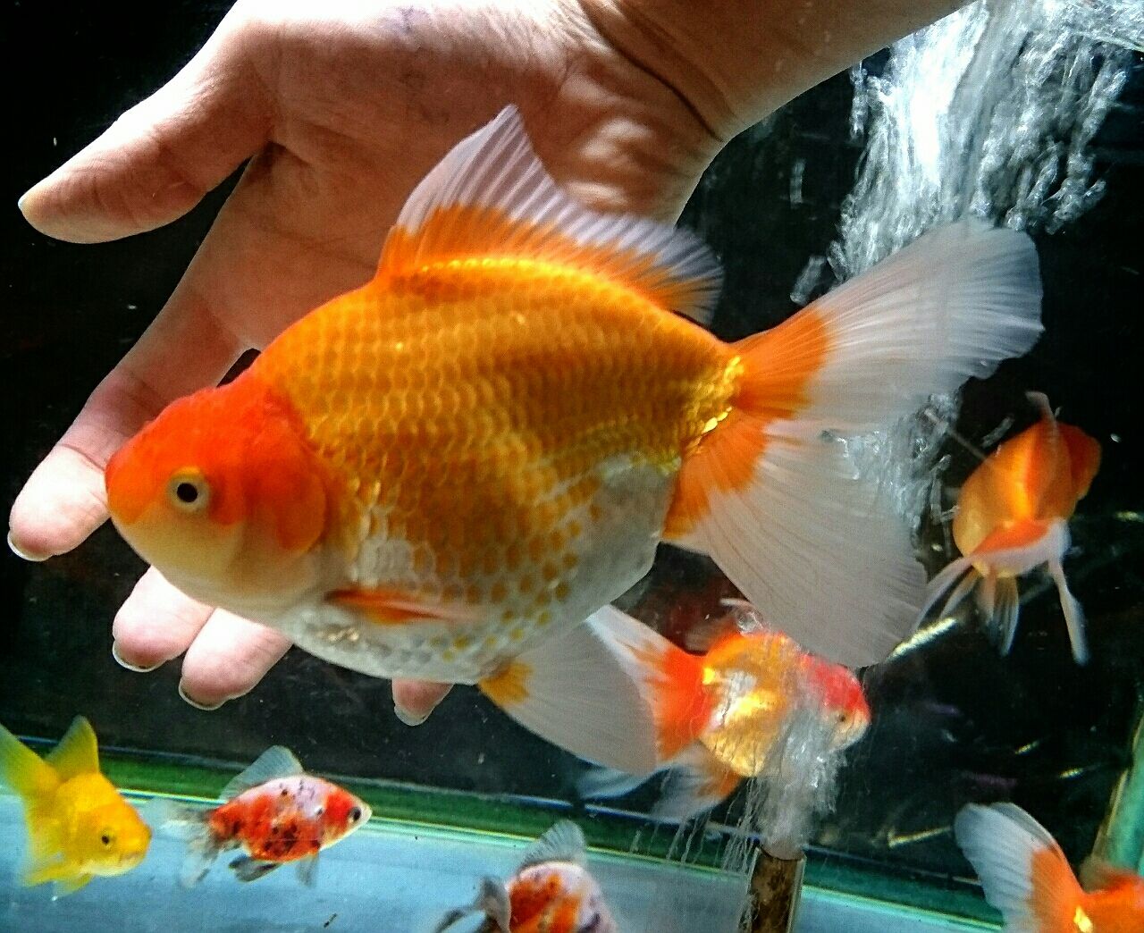 金魚オススメ情報 かねだい四街道店ブログ 金魚オススメ情報 かねだい四街道店ブログ