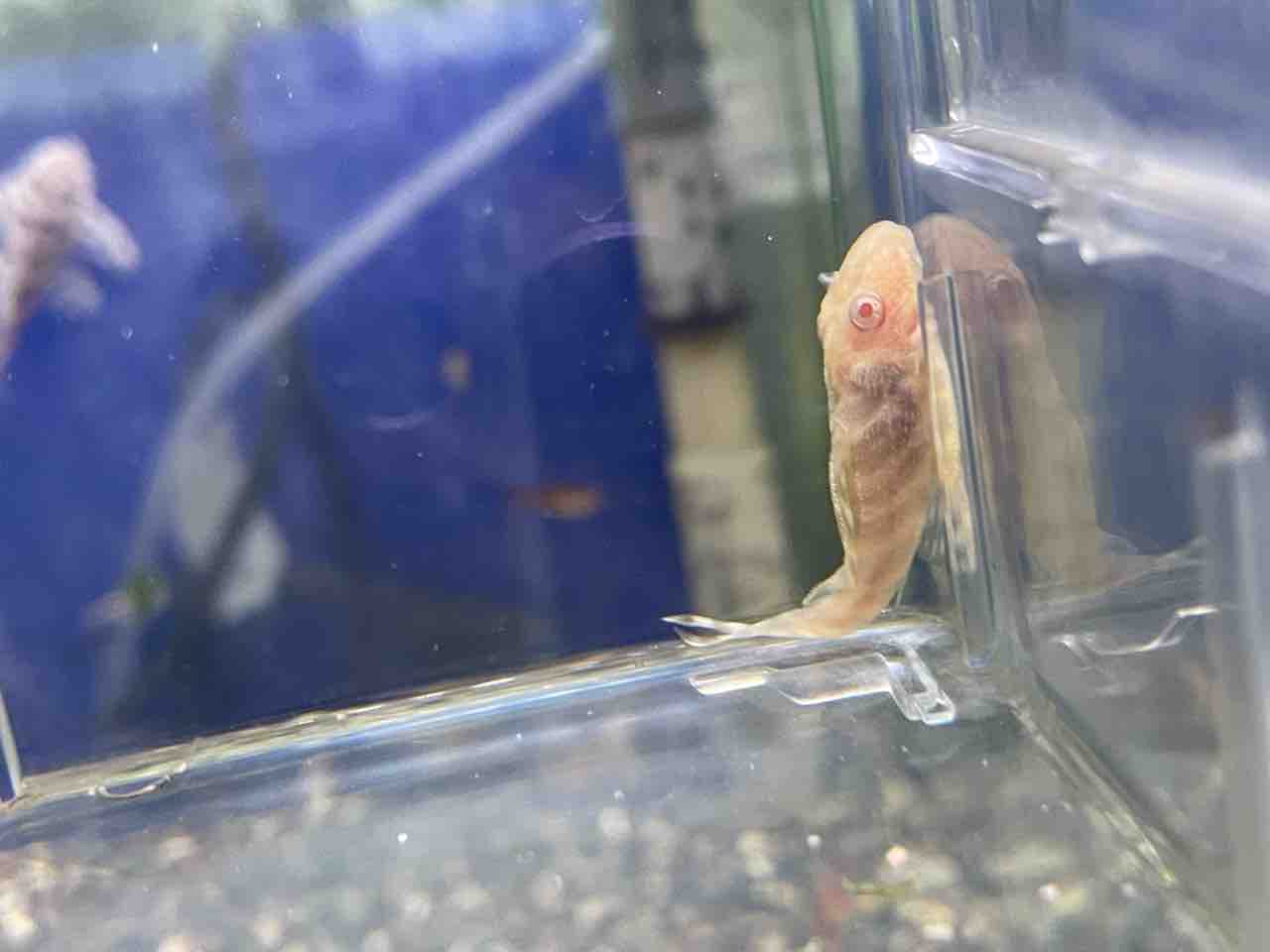熱帯魚入荷！！ : かねだい四街道店ブログ