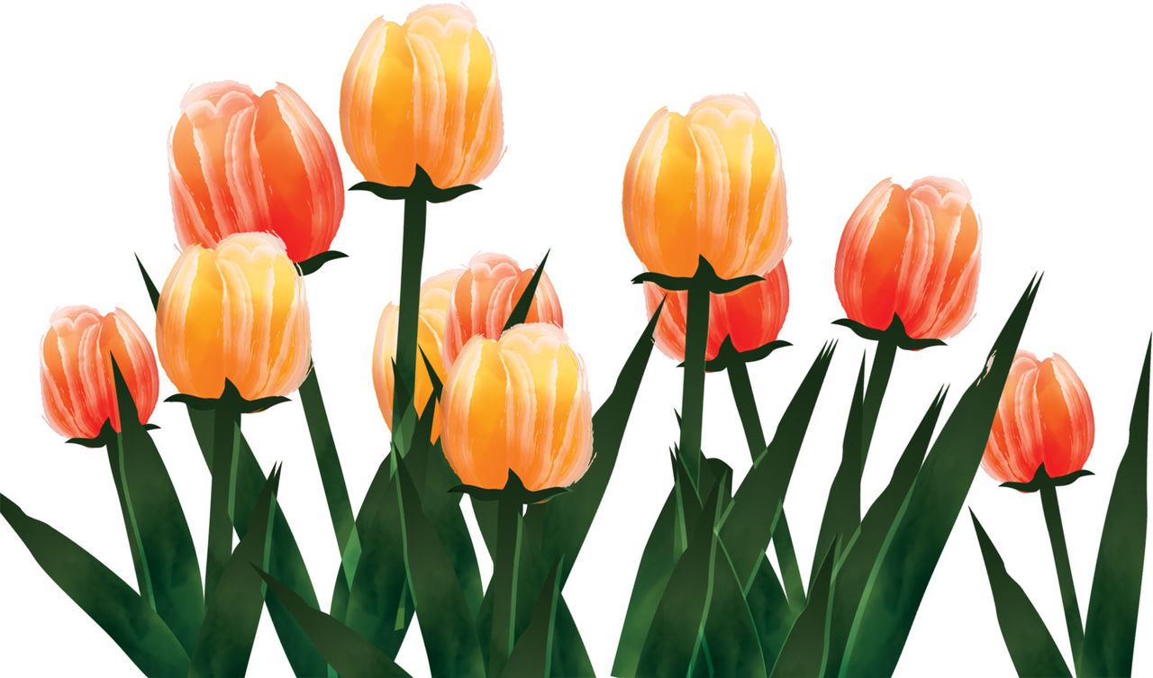 花のオアシス のチューリップ ４月中旬 鴻巣市 金子不動産の賃貸情報 埼玉医大前アパートなら