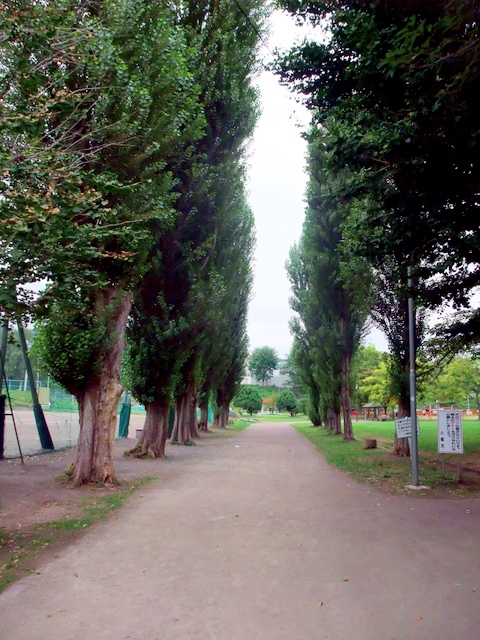 入船公園ポプラ並木 金子誠治アトリエギャラリー ホームページブログ