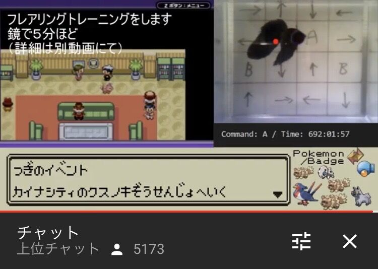 悲報 飼ってる魚でポケモンクリア目指す配信者やめてしまう Eスポーツキャッチ 悲報 飼ってる魚でポケモンクリア目指す配信者やめてしまう Eスポーツキャッチ