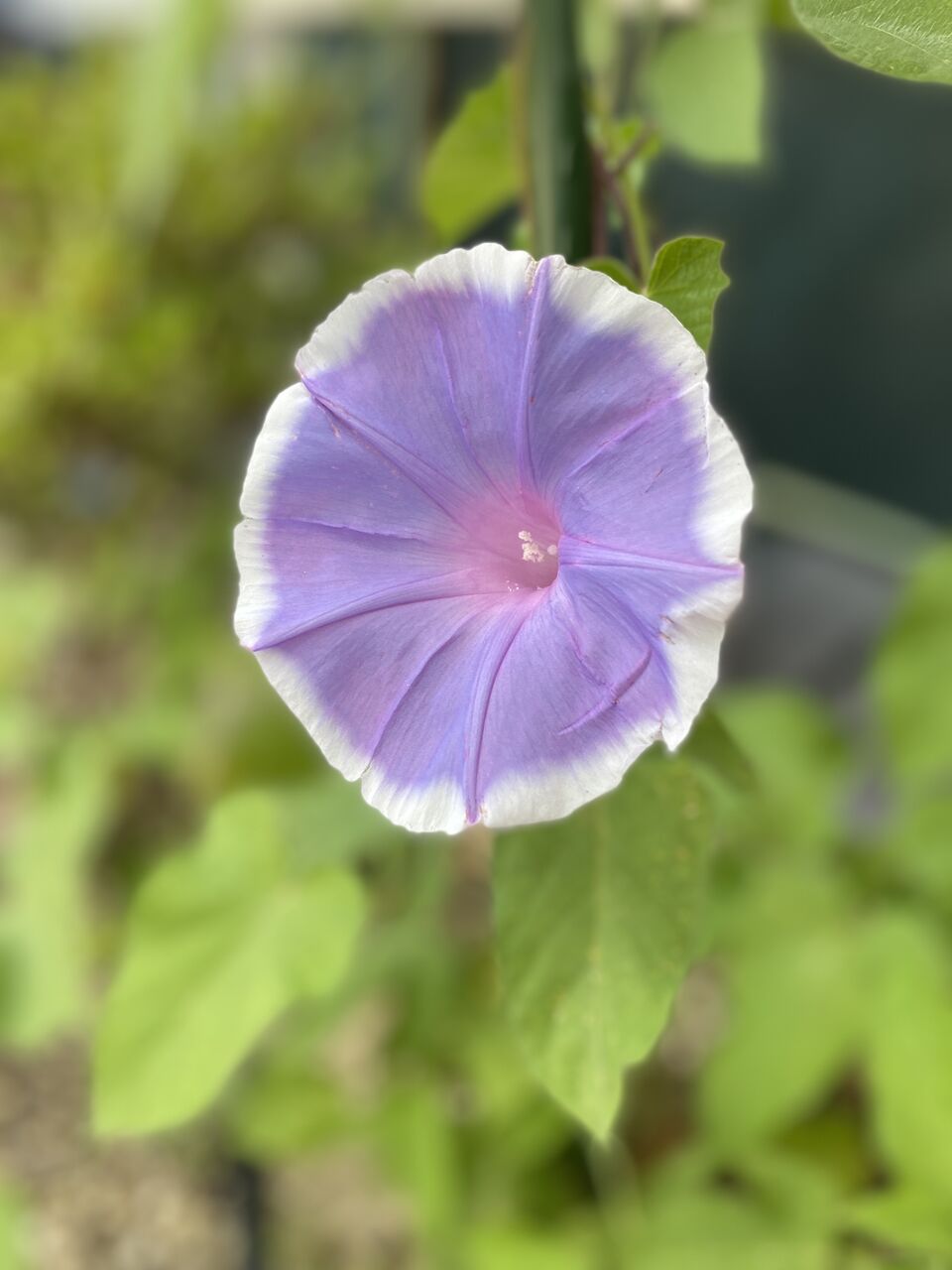 粋に初物を楽しみましょ 初アサガオが咲きました 狛犬コマの徒然ブログ 粋に初物を楽しみましょ 初アサガオが咲きました 狛犬コマの徒然ブログ