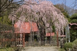 長楽寺の枝垂れ桜