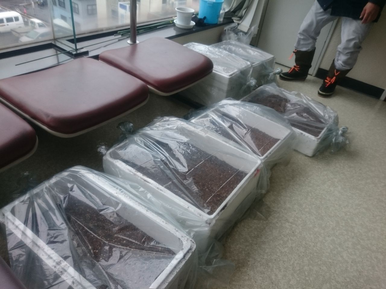 金山町役場内において花桃の種まきを実施しました かねやま普及所活動日誌２